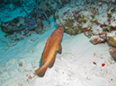 2011-12-06 Yucab Reef (1)