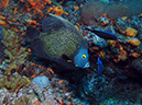 2011-12-06 Paso cel Cedral Reef (1)