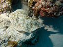 2011-12-04 Tormentos Reef (1)