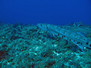 2011-12-07 Punta Tunish Wall (3)