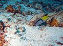 2011-12-04 Tormentos Reef (3)