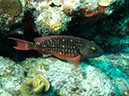 2011-12-07 Chanknaab Reef (13)