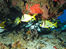 2011-12-06 Paso cel Cedral Reef (4)