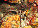 2011-12-05 Paso del Cedral Reef (1)