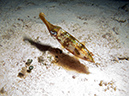 2011-12-05 Paradise Reef (12)
