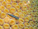 2011-12-06 Yucab Reef (5)