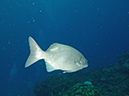 2011-12-07 Chanknaab Reef (16)