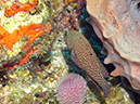 2011-12-07 Chanknaab Reef (1)