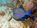 2011-12-05 Paso del Cedral Reef (4)
