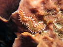 2011-12-06 Punta Sur Reef - Catherdal (4)