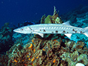 2011-12-06 Paso cel Cedral Reef (15)