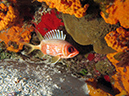 2011-12-04 Tormentos Reef (9)