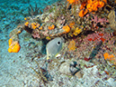2011-12-06 Paso cel Cedral Reef (12)