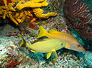 2011-12-06 Yucab Reef (3)