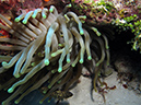 2011-12-06 Paso cel Cedral Reef (5)