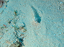 2011-12-04 Tormentos Reef (10)