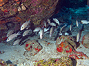 2011-12-07 Chanknaab Reef (12)