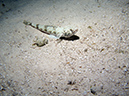 2011-12-05 Paradise Reef (8)