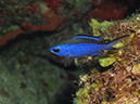 2011-12-07 Chanknaab Reef (6)