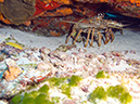 2011-12-05 Paso del Cedral Reef (8)