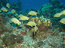 2011-12-07 Chanknaab Reef (3)