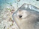 2011-12-06 Yucab Reef (7)