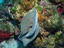 2011-12-07 Chanknaab Reef (2)