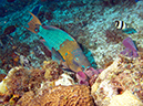 2011-12-05 Paso del Cedral Reef (6)