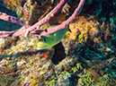 2011-12-06 Paso cel Cedral Reef (11)