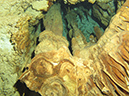 2011-12-08 Cenote Chac-Mool (1)