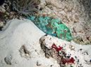 2011-12-05 Paradise Reef (1)