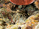 2011-12-07 Chanknaab Reef (14)