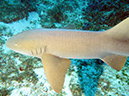 2011-12-06 Paso cel Cedral Reef (8)