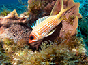2011-12-05 Paso del Cedral Reef (3)