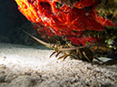 2011-12-05 Paradise Reef (7)
