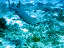 2011-12-06 Paso cel Cedral Reef (6)