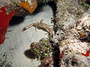 2011-12-05 Paradise Reef (3)