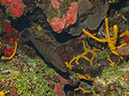 2011-12-04 Tormentos Reef (7)