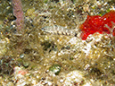 2011-12-07 Chanknaab Reef (4)