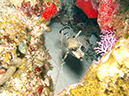 2011-12-06 Yucab Reef (6)