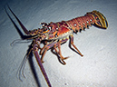 2011-12-05 Paradise Reef (15)