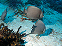 2011-12-05 Paso del Cedral Reef (2)