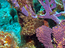 2011-12-07 Chanknaab Reef (11)