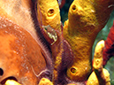 2011-12-07 Chanknaab Reef (8)
