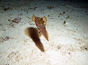 2011-12-05 Paradise Reef (11)