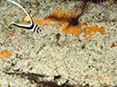 2011-12-07 Punta Tunish Wall (11)