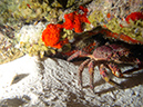 2011-12-05 Paradise Reef (9)