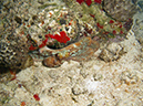 2011-12-05 Paradise Reef (2)
