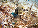 2011-12-07 Punta Tunish Wall (1)