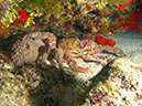 2011-12-03 Paradise Reef (10)